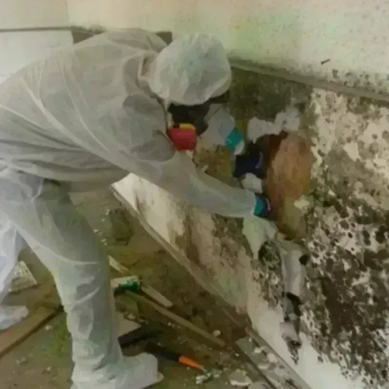 Mold Remediation and Removal in San Luis, AZ